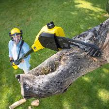 Best Tree and Shrub Care  in Rainbow, CA