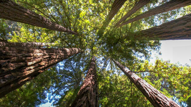 Best Tree Maintenance Programs  in Rainbow, CA