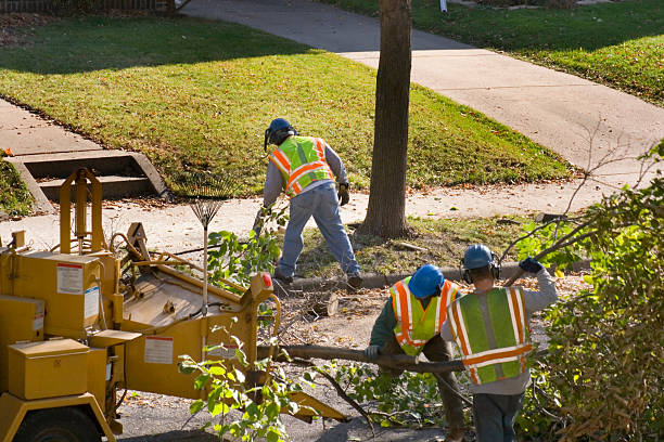 Best Emergency Tree Removal  in Rainbow, CA