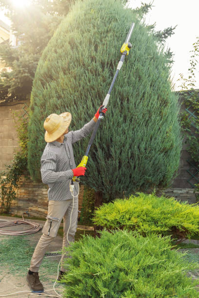 Best Hedge Trimming  in Rainbow, CA
